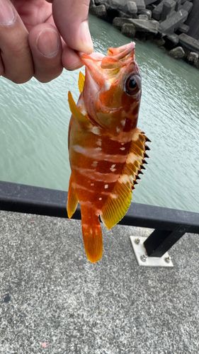 アカハタの釣果