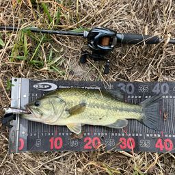 ラージマウスバス