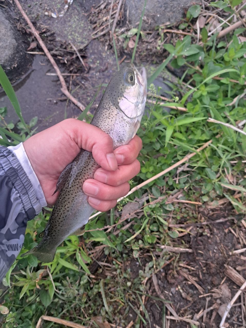 レインボートラウト