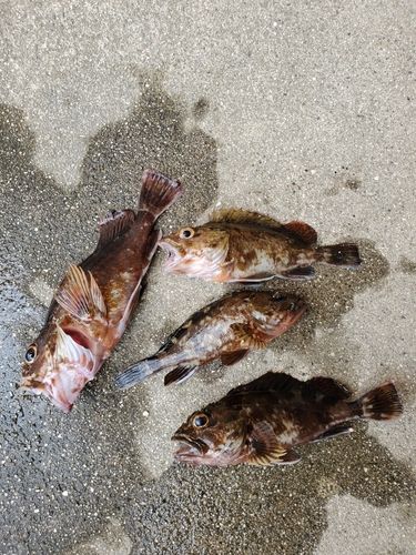 カサゴの釣果