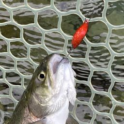 レインボートラウト