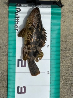 ベッコウゾイの釣果