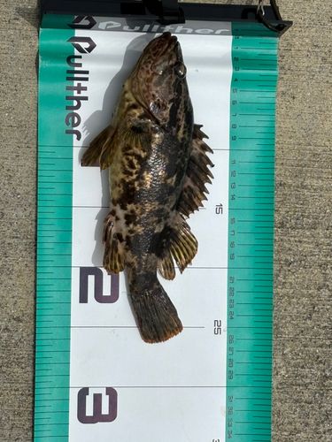 ベッコウゾイの釣果