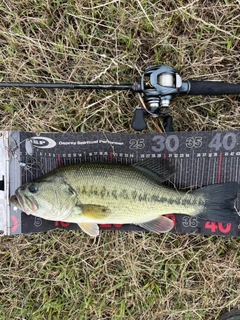 ラージマウスバスの釣果