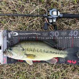 ラージマウスバス