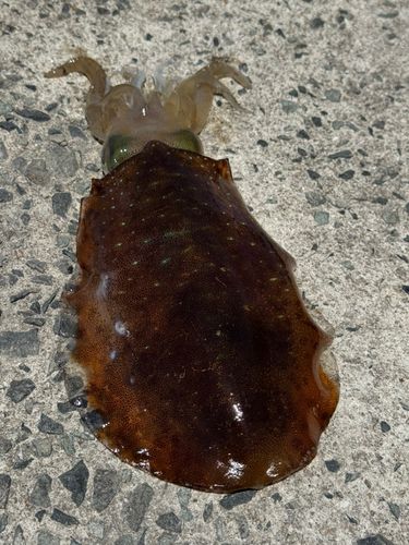 アオリイカの釣果