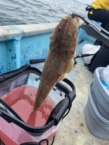 マゴチの釣果