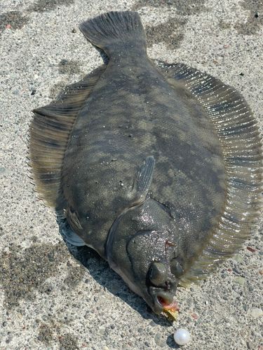 クロガシラガレイの釣果
