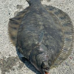 クロガシラガレイ