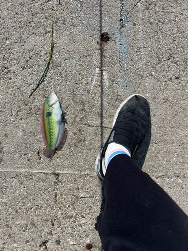 キュウセンの釣果