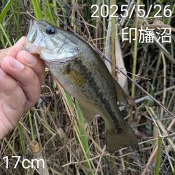 ブラックバス