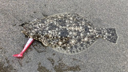 ソゲの釣果