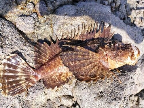 オニオコゼの釣果