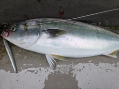 ヒラマサの釣果
