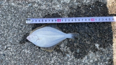 カレイの釣果