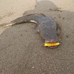 マゴチ
