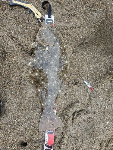 ヒラメの釣果