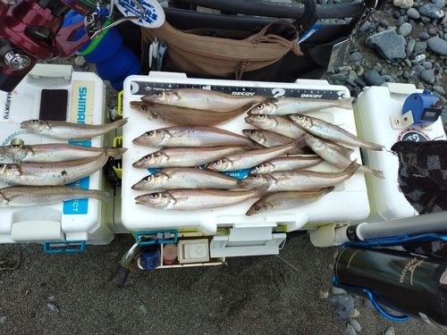 シロギスの釣果