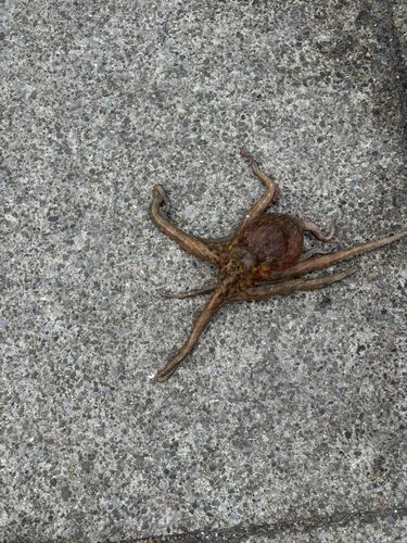 タコの釣果
