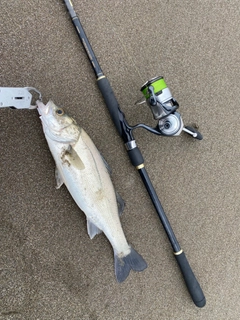 フッコ（マルスズキ）の釣果