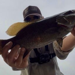 スモールマウスバス