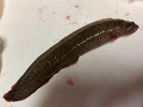 ダイナンギンポの釣果