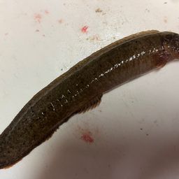 ダイナンギンポ