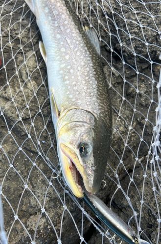アメマスの釣果