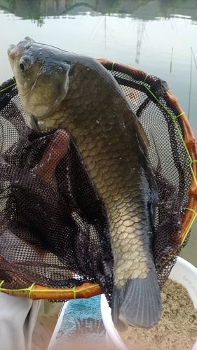 ヘラブナの釣果