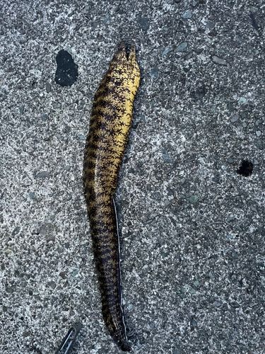 ウツボの釣果
