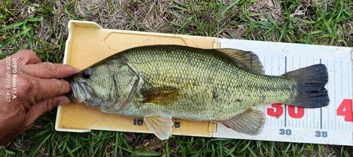 ブラックバスの釣果