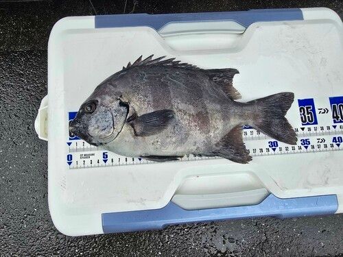 イシダイの釣果