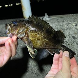 カサゴ