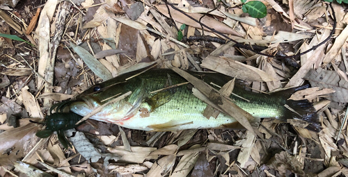 ラージマウスバスの釣果