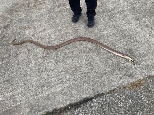 ダイナンウミヘビの釣果