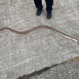 ダイナンウミヘビ