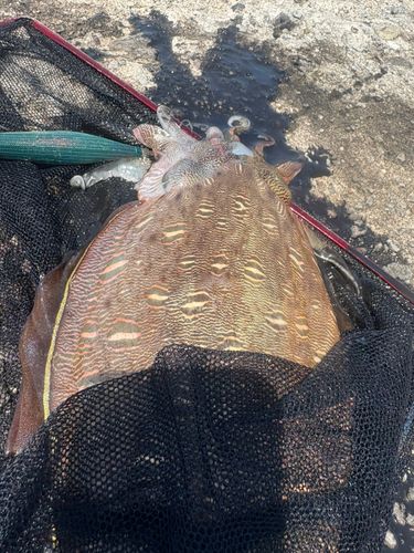 モンゴウイカの釣果