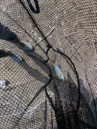 ブルーギルの釣果