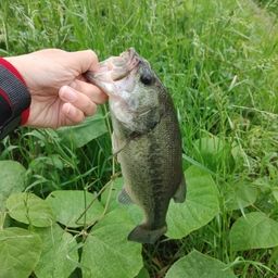 ブラックバス