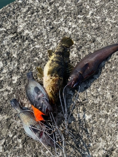 ベッコウゾイの釣果