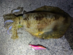 アオリイカの釣果