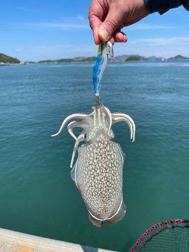 シリヤケイカの釣果
