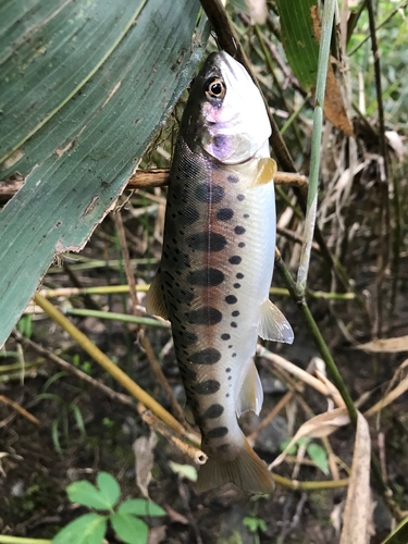 ヤマメの釣果