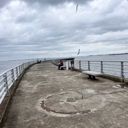 カタクチイワシ