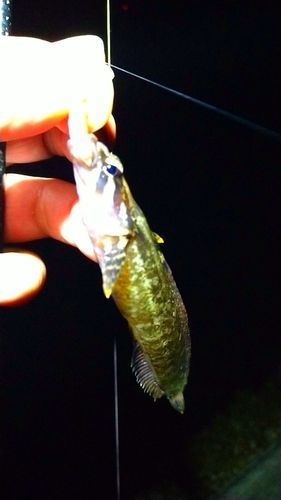 ムスジガジの釣果