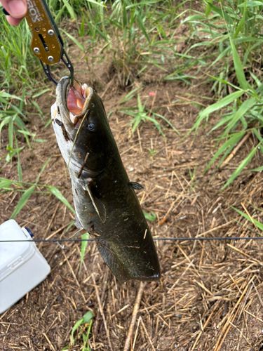 ナマズの釣果
