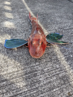 ホウボウの釣果