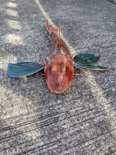 ホウボウ