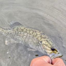 スモールマウスバス