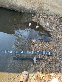エイの釣果